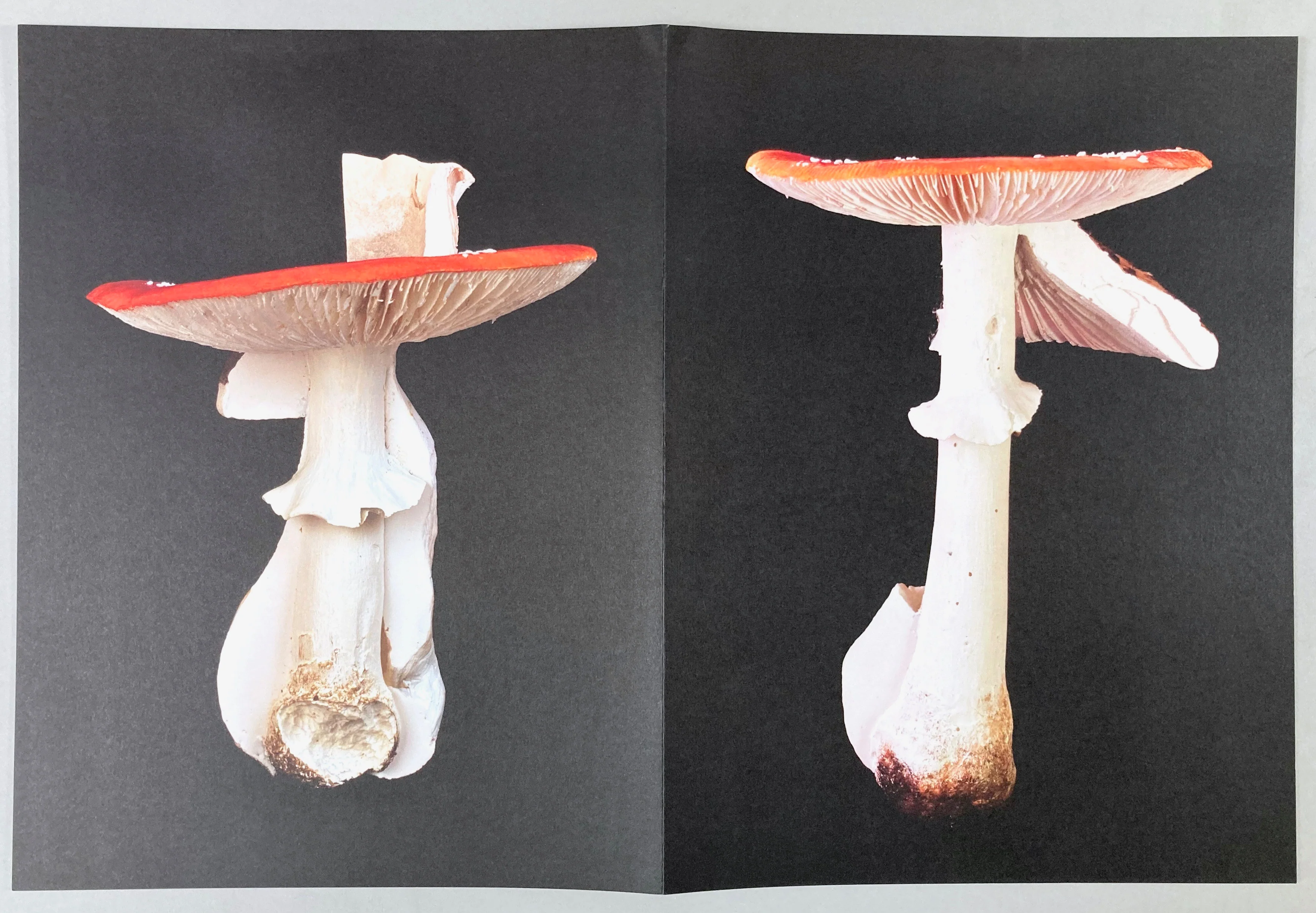 Carsten Höller: Triple Mushrooms - Artist's Portfolio - Image 3