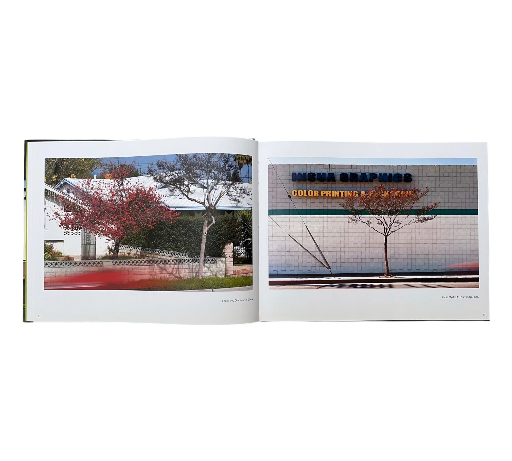 George Haas: Forcing Nature - Trees in Los Angeles - Image 3