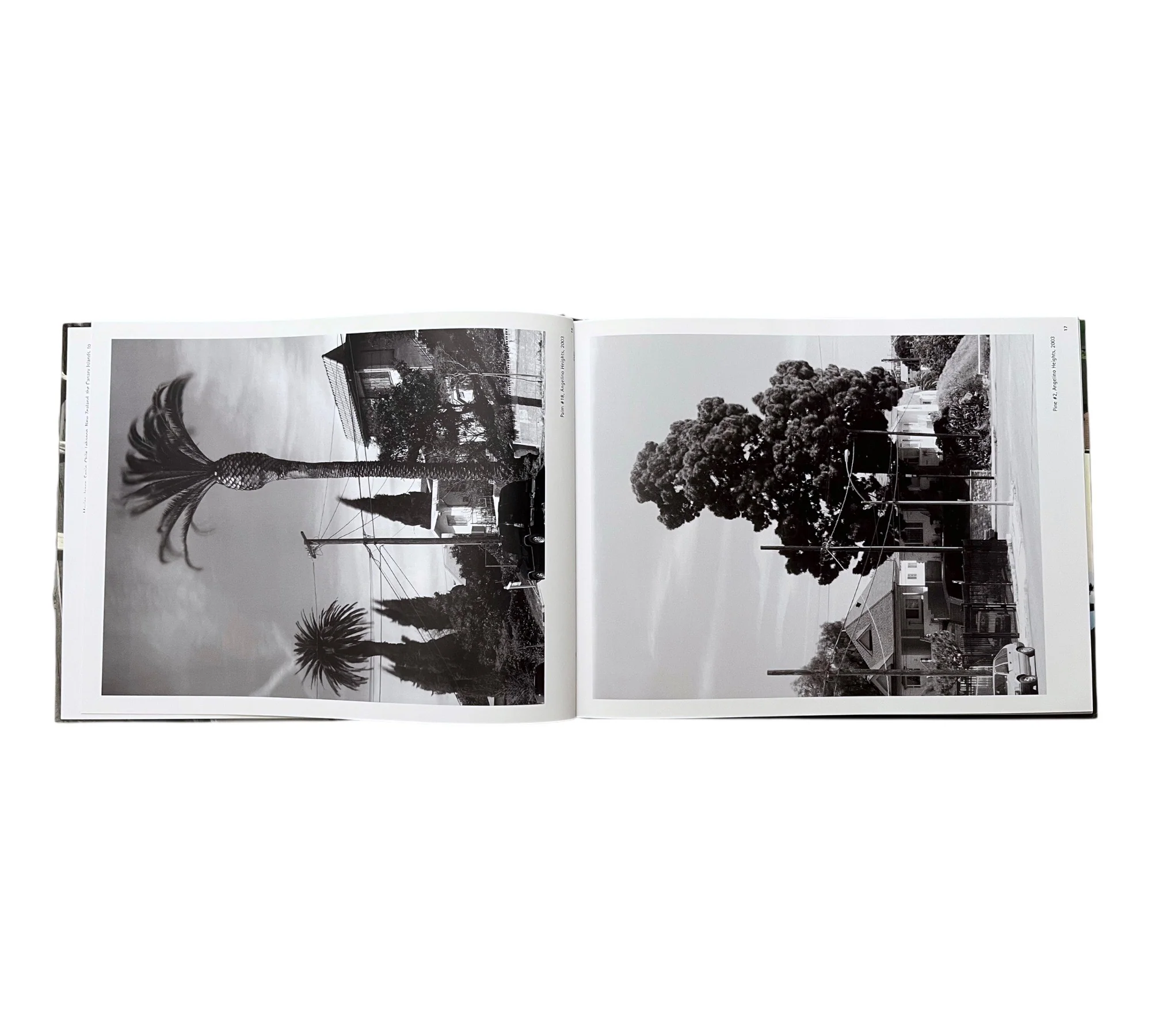 George Haas: Forcing Nature - Trees in Los Angeles - Image 4