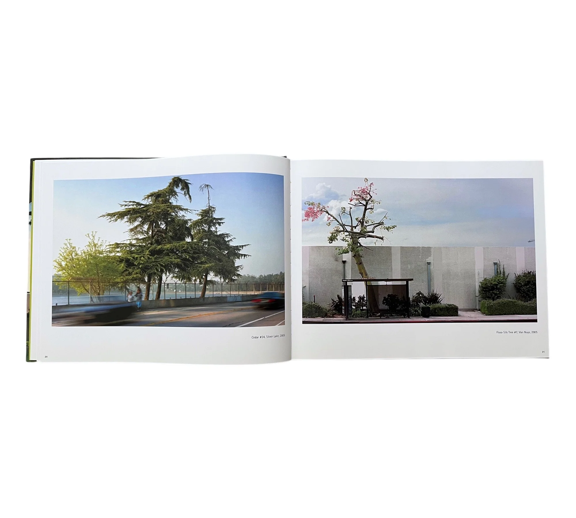 George Haas: Forcing Nature - Trees in Los Angeles - Image 6