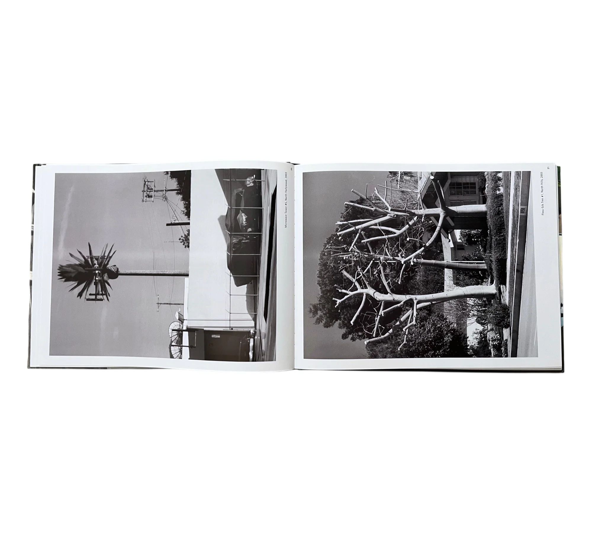 George Haas: Forcing Nature - Trees in Los Angeles - Image 7