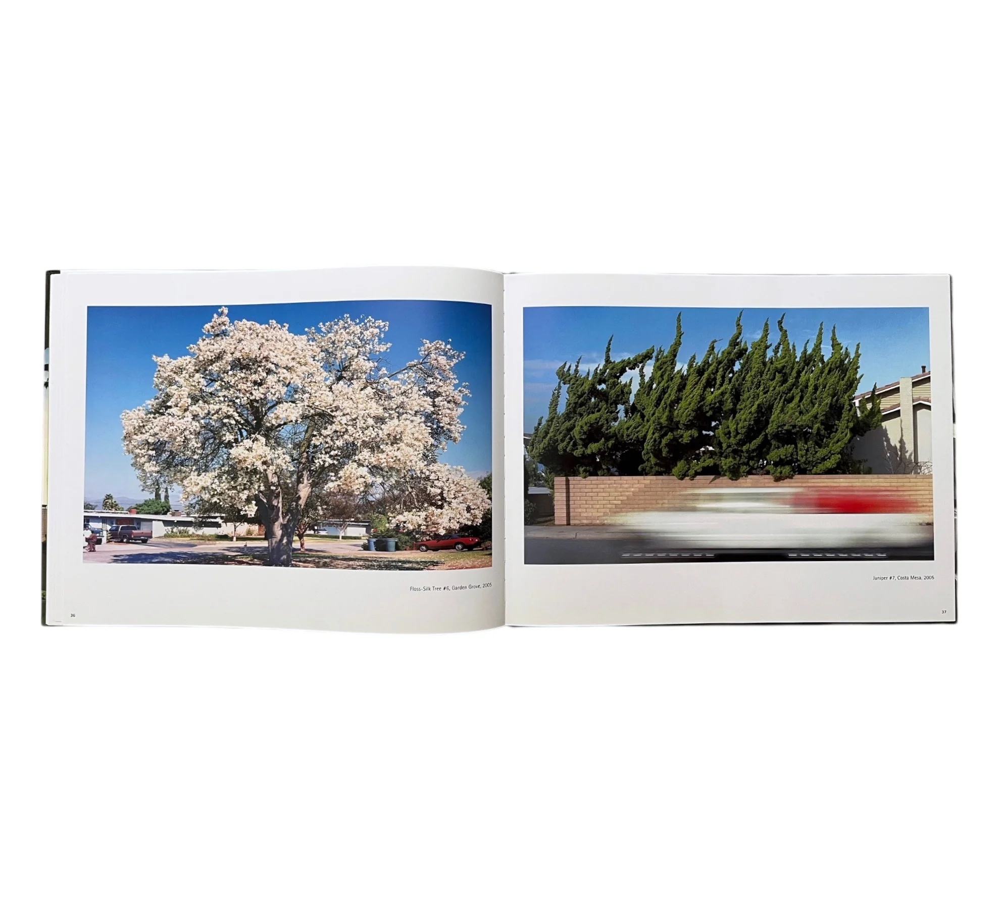 George Haas: Forcing Nature - Trees in Los Angeles - Image 8
