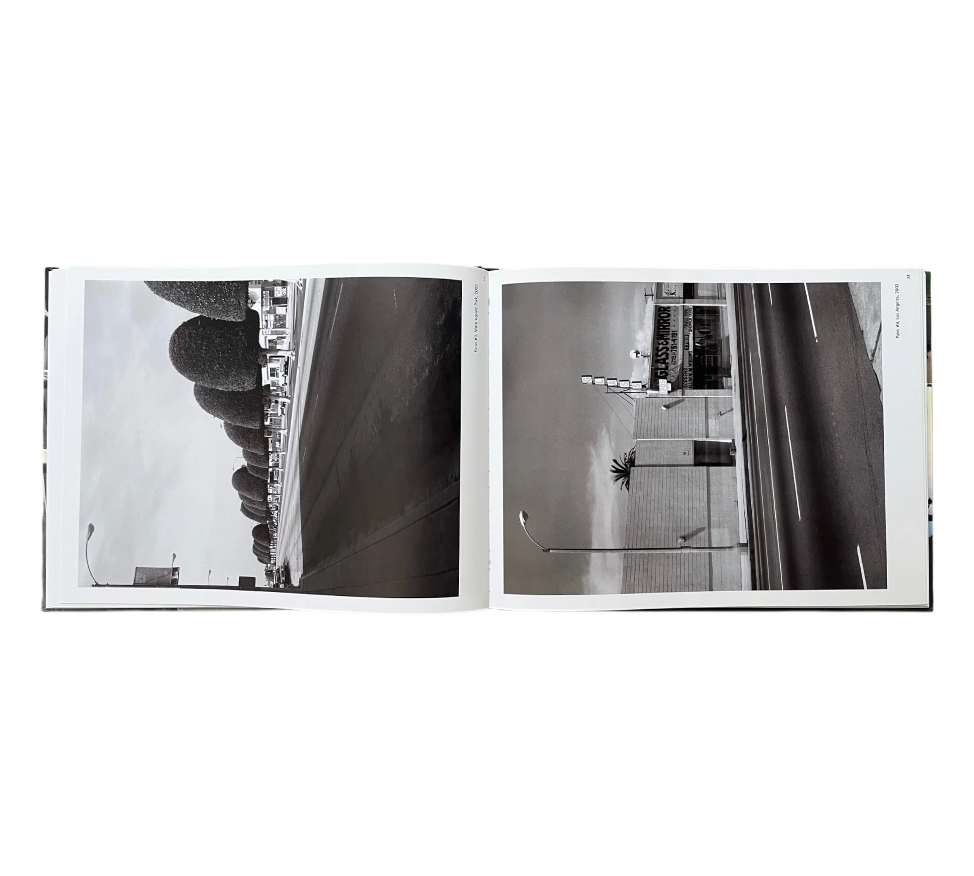 George Haas: Forcing Nature - Trees in Los Angeles - Image 9