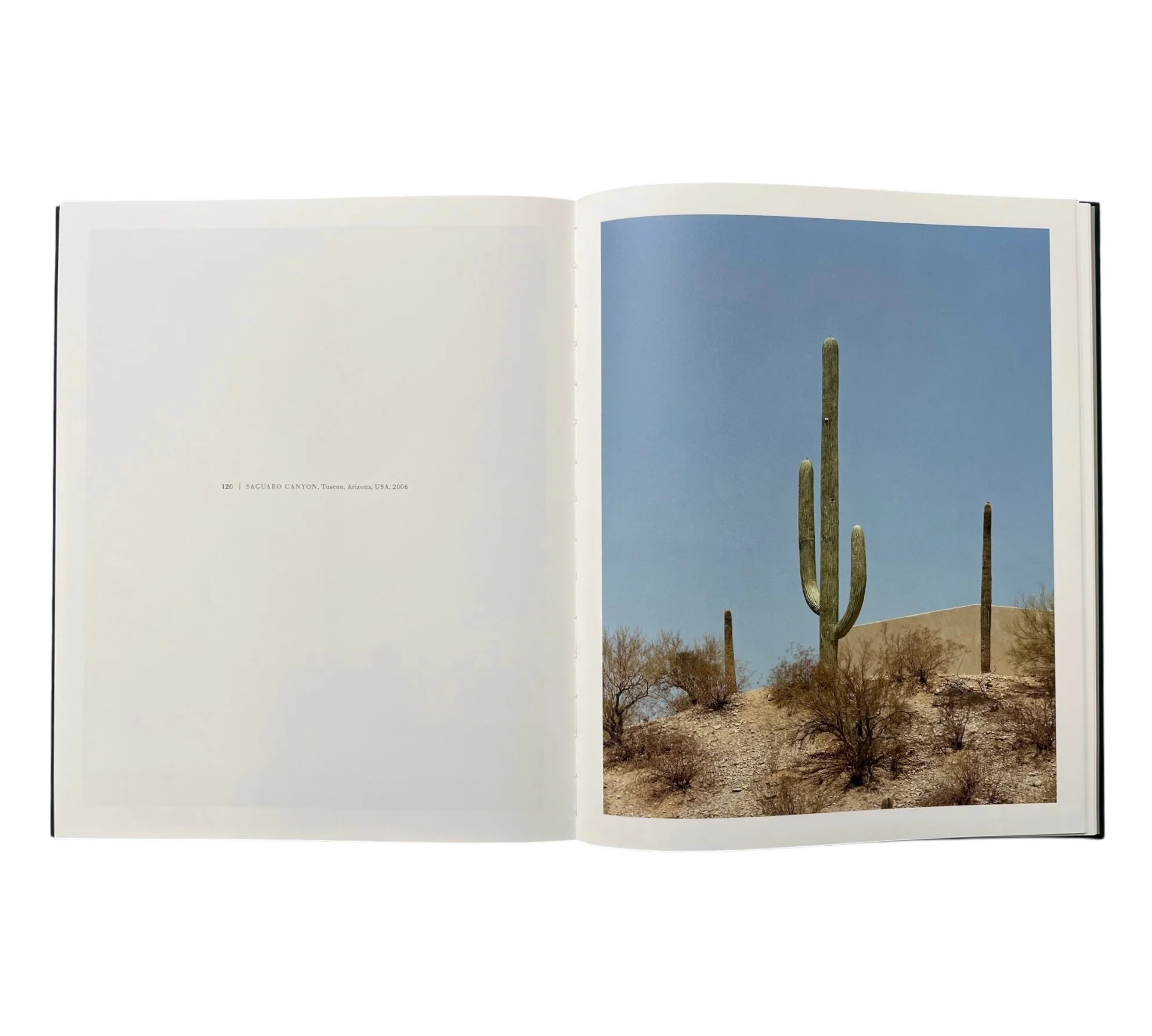 Robert Voit: New Trees - Image 5